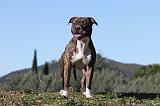 AMSTAFF ADULT 114